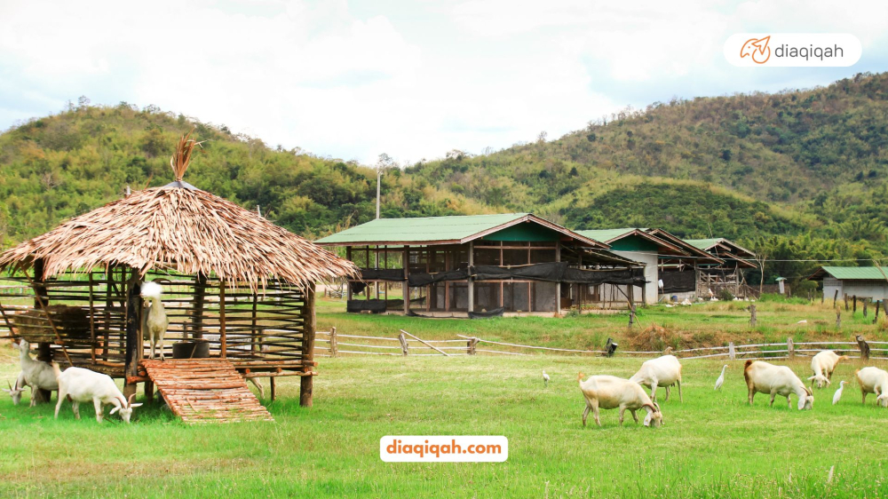 Foto blog Berikut Ini Beberapa Hal Penjelasan Mengenai Aqiqah